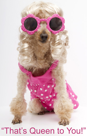 Photo, of a dog wearing a pink dress and pink sunglasses with the caption "That's Queen to You," illustrating an article, by Richard A. Klass, entitled Statute of Limitations Dooms Sister-in-Law’s 33 Year Old Mortgage