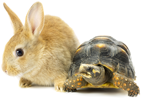 Rabbit with yellow fur standing next to gray and yellow turtle illustrating article by Richard Klass about posting Security for Costs.