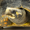 head of a yellow-colored turtle